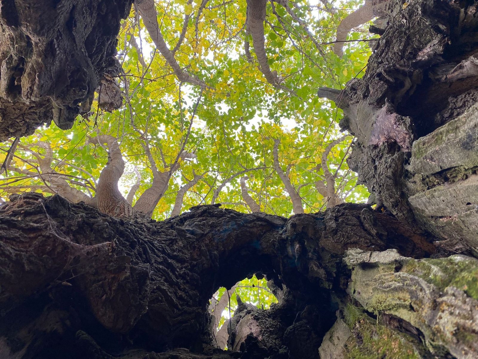 Forest canopy