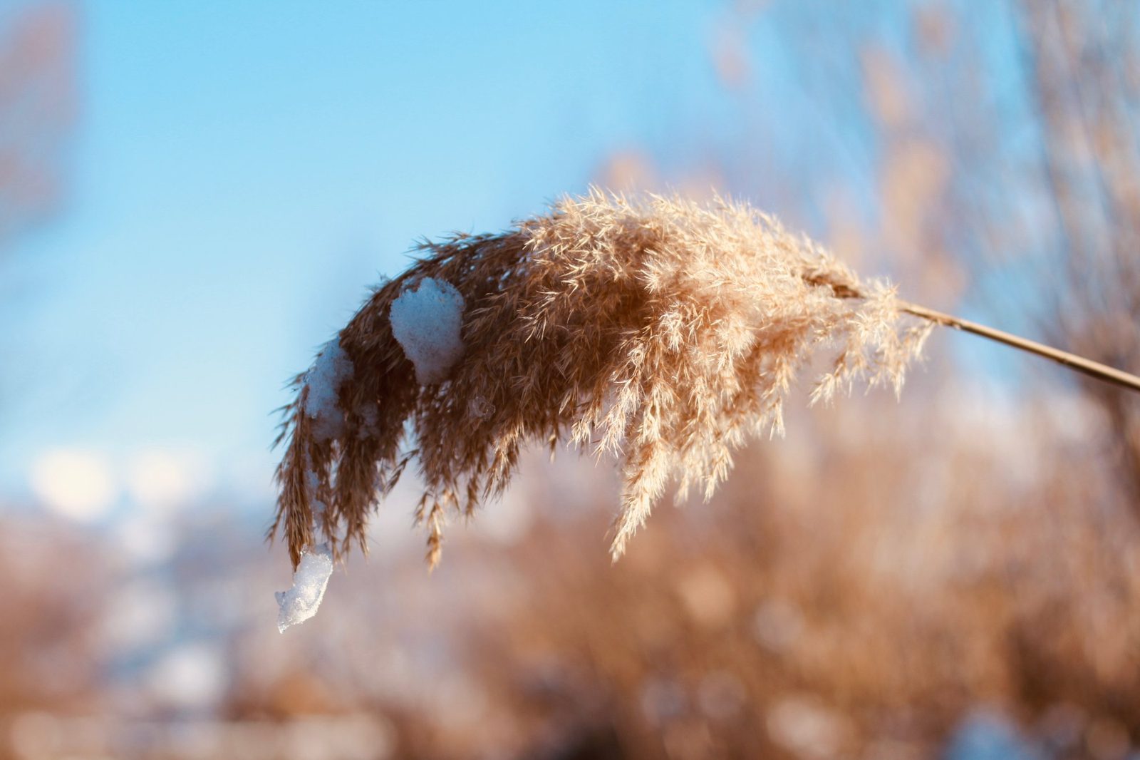 Reed